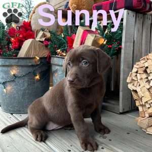 Sunny, Chocolate Labrador Retriever Puppy